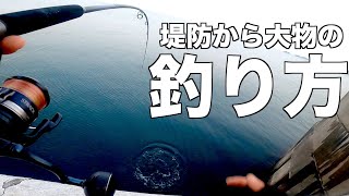 堤防から大物釣ってみたい方必見。最新ショアジギングが釣れすぎる【メジロ、サゴシ編】