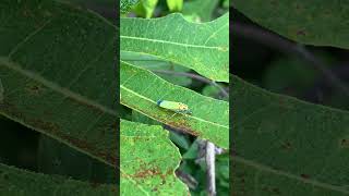 霧吹きでどうなる？イチジクの葉っぱを食べるバナナ虫の意外な行動！