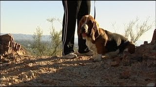 Basset Hound Mountain Hiking!