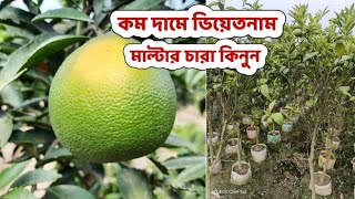 ফলসহ বড় সাইজের ভিয়েতনাম বারোমাসি মালটার চারা কিনুন।।