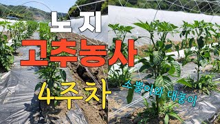 (노지 4주차) 노지고추 소뿔이와 대풍이