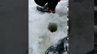 Ice Fishing / Ziemas cope mormiška / зимняя рыбалка на мормышку /Chub / Sapals / голавль / 2019 feb/