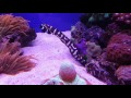 Engineer Goby in Reef tank