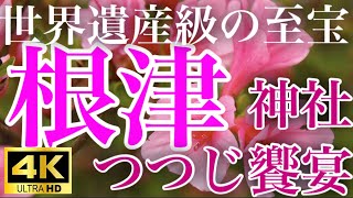 【4K】根津神社 NEZU 見頃の「躑躅」文京つつじまつり 2024年もココで決まり 癒しのヒーリングミュージック付き