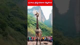 మానవత్వం అంటే ఇదేనేమో