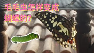 毛毛虫🐛是怎样变成蝴蝶🦋的呢？