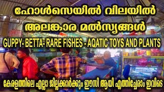 Guppy Fish Farm And Guppy Betta Fighter Breed // ഹോൾസെയിൽ വിലയിൽ അലങ്കാര മൽസ്യങ്ങൾ // Ambarish