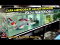 🔴 Cara Mengobati Jamur Insang pada Ikan Koi | Cara Memelihara Ikan Koi