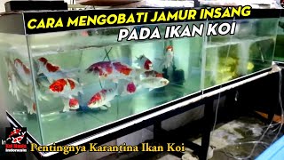 🔴 Cara Mengobati Jamur Insang pada Ikan Koi | Cara Memelihara Ikan Koi