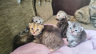 These Tiny Kittens Are Stealing Everyone’s Hearts!❤️