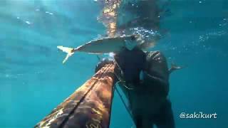 İRİ İstavrit - Saki KURTULUŞ Spearfishing