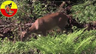 ಕಾಡಿನಲ್ಲಿ ವಿವಿಧ ರೀತಿಯ ಜಿಂಕೆಗಳು ಕಂಡುಬಂದ ವಿಡಿಯೋ | Reindeer Deer  Nature Wild Wildlife Forest Video