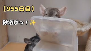 【955日目】砂浴びっ！✨【孤独な飼い主のペットとの生活】