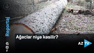 Şəki-Oğuz-Qəbələ-İsmayıllı yolundakı ağaclar niyə kəsilir?