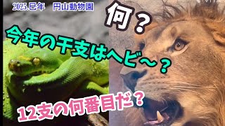 【2025🐍巳年.謹賀新年】ヘビ苦手注意⚠️円山動物園(25種)にて新年あけましておめでとうございます♪今年も昨年以上に宜しくお願い致します♪#正月 #謹賀新年 #巳年