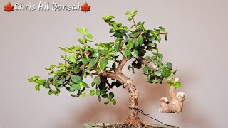 Bonsai Jade tree Portulacaria afra