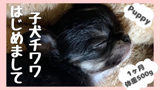 【チワワ子犬に初めて会った日】かわいい子犬に会いに行ってきた！Cute puppies The day we first met