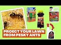 Best Outdoor Ant Killers - Protect Your Home And Lawn From Pesky Ants