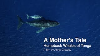 A Mother's Tale Humpback Whales of Tonga by Annie Crawley 4YouTube