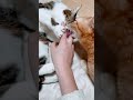 人の手をなめる猫と猫をなめる猫