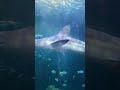 Sharks at Shedd Aquarium, Chicago