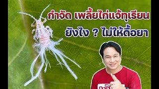 กำจัดเพลี้ยไก่แจ้ยังไงไม่ให้ดื้อยา