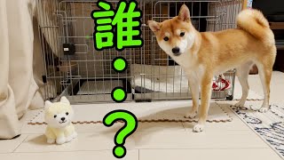 【柴犬】真似するおもちゃを子犬に見せたら面白かったww