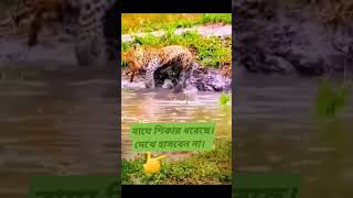 বা/ঘ যখন মাছ শিকার করে।Ti.ger when fishing🤣🤣#funnyvideo #funny #nature