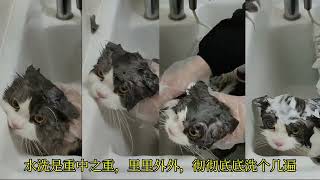 #猫咪洗澡 #抖in萌宠计划 #猫洗澡 长毛猫打结，怎么洗？