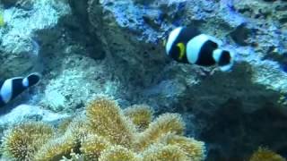 サンシャイン水族館