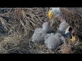 connie feeding lunch to both eaglets captiva eagle cam jan 6 2025