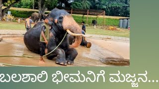 Mysuru Dasara Elephant's : ಬಲಶಾಲಿ ಭೀಮನಿಗೆ ಮಜ್ಜನ..! ಅರಮನೆಗೆ ಅರ್ಜುನ ಪ್ರವೇಶ..