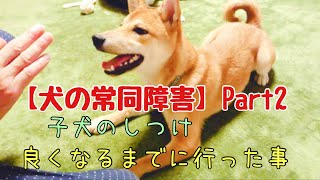 #犬の問題行動　＃子犬のしつけ　常同行動のある柴犬のリハビリトレーニング　常同行動が良くなるまでの行程　Part2