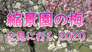 縮景園の梅を見に行く　2020