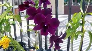 Shooting Orchid Flowers With Gopro Hero 4 Black