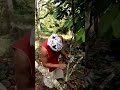 cacao side grafting technology. credit to cacao prince constancy