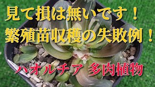 【多肉植物】ハオルチア胴切りの小苗を収穫、ものすごく失敗しているので、参考になると思います。多肉植物 Succulents haworthia ビザールプランツ