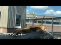 20180806 今日の円山動物園