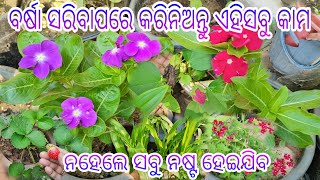 ବର୍ଷା ସରିବାପରେ ଏହିସବୁ କାମ କରିବା ଜରୁରୀ ll ନହେଲେ ସବୁଗଛ ଖରାପ ହେଇପାରେ llଏହିପରି ନିଅନ୍ତୁ ଗଛର ଯତ୍ନ ବର୍ଷାପରେ