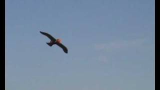 Mon 14th Mar 2011 Taube Maiden Flight.wmv