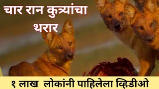 Wild dog discovery, indian wild dog, पाणवठ्यावर घडला चमत्कार.life in jungle Marathi discovery,