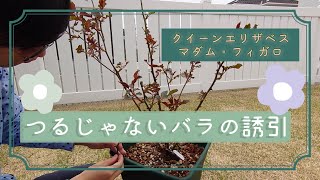 【春のバラ管理】木立性バラを誘引しました！風通しと日当たりを良くし成長を促します！