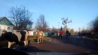 Понора 05.11.2017 корови та розваги від наших хлопців