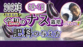 ナス肥料①】もう悩まない１００本収穫！支柱・脇芽を最大限に活かすナス栽培の肥料のコツ