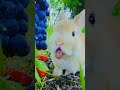 #bunny eating grapes ##🍇🍇🍇🍇🍇