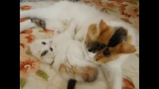 【アンファミリー】ママさん可愛がってます。三毛猫の長毛、折れ耳3/10三毛猫ちゃん。。5/1撮影。スコティッシュフォールドブリーダー