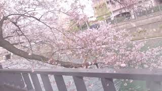 2020 大岡川桜🌸