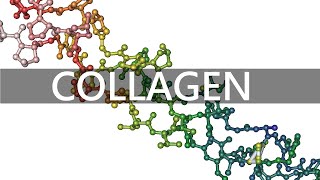 Types of Collagen