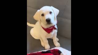 white Labrador dog