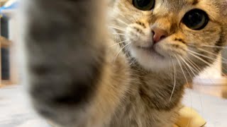 ENG) If you want to get punched by a cat, watch this video!